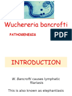 W. bancrofti Pathogenesis and Clinical Manifestations