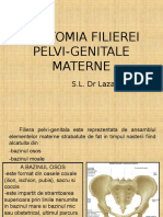 Anatomia Filierei Pelvi-Genitale Materne