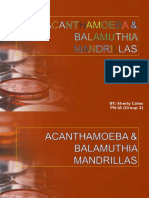 Acanthamoeba and Balamuthia Mandrillas