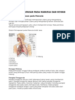 Sistem Pernapasan Pada Manusia Dan Hewan