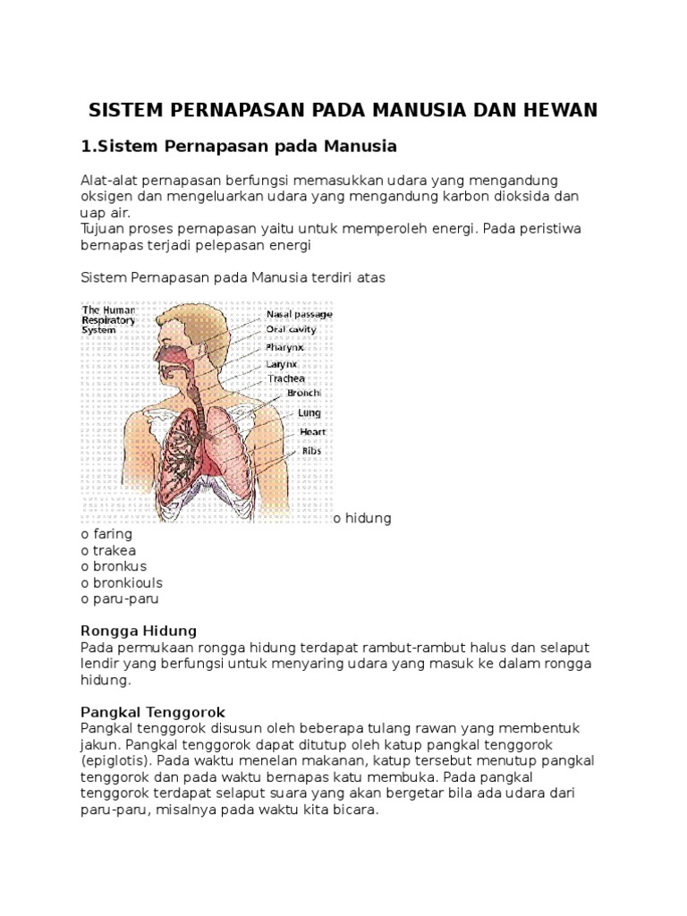  SISTEM  PERNAPASAN  PADA MANUSIA DAN HEWAN  docx