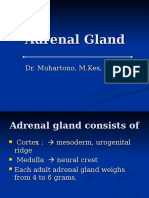 Adrenal Gland