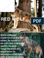 red wolf.pptx