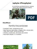 Coniferophyta (Pinophyta)