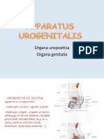 Apparatus Urogenitalis