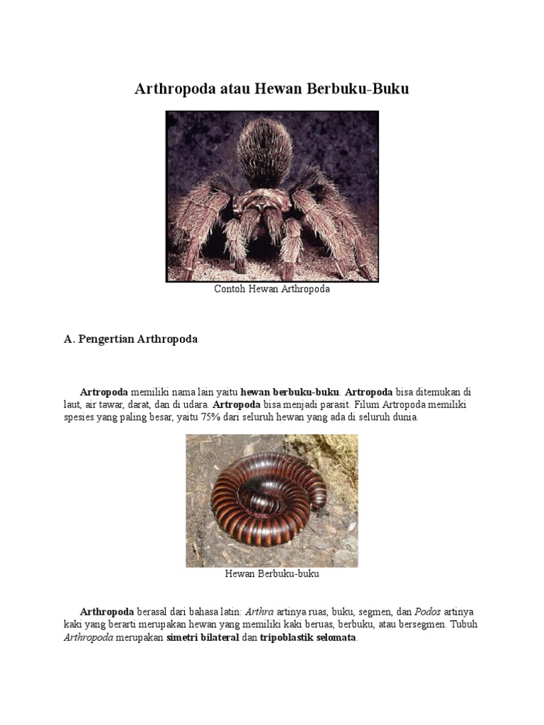 Arthropoda Atau Hewan Berbuku Putu