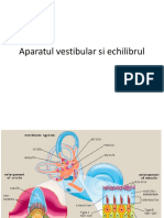 s1c5 Aparatul Vestibular2016-Suport Curs PDF