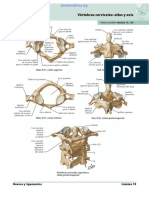 Columna Vertebral Netter (FOTOS)