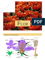 Flor -Botánica morfológica - FAUBA
