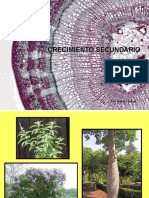 Crecimiento_secundario botánica morfológica - FAUBA