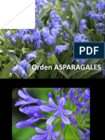 TP5 - Asparagales Botánica sistemática- FAUBA