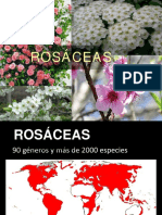 TP6 - Rosáceas Botánica Sistemática - FAUBA