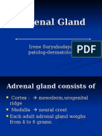 Adrenal Gland