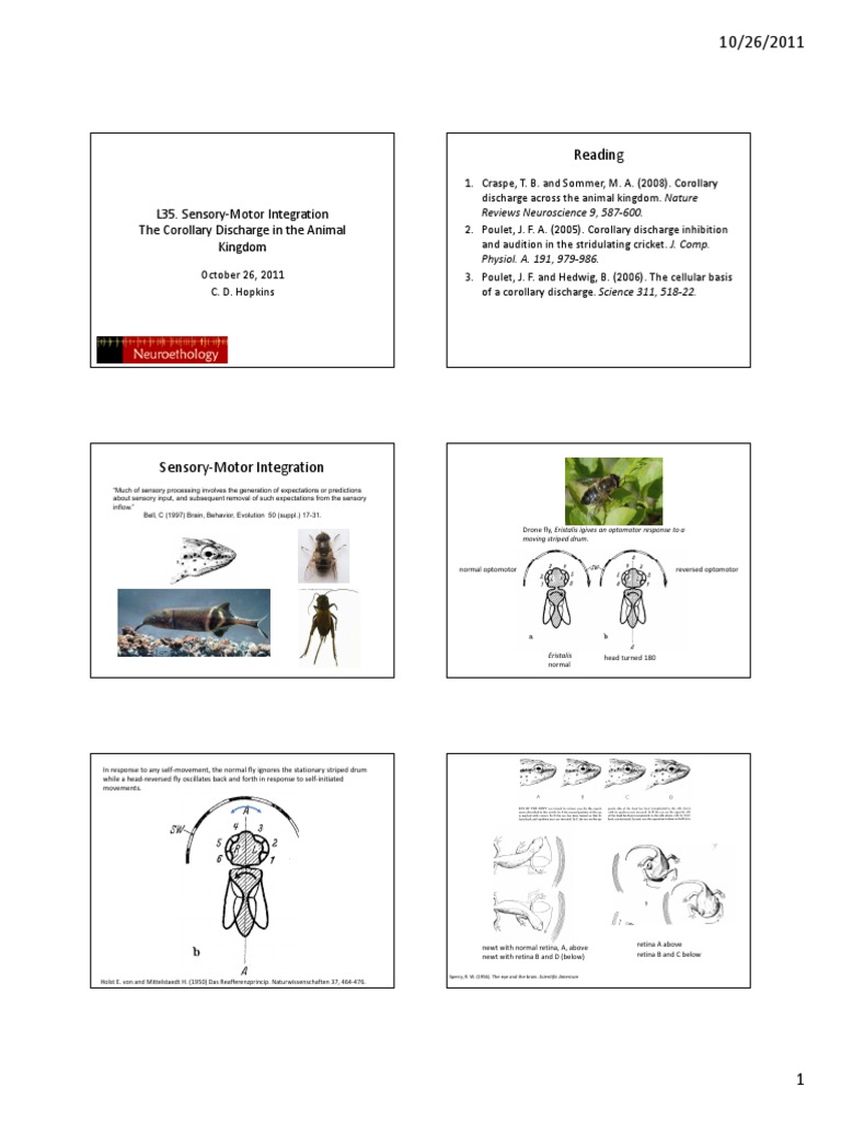 Sensory Motor Integration PDF Physiology Neurobiology