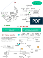 curs carne 09 dec.ppt