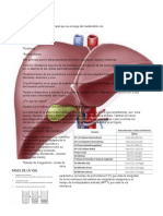 Perfil Hepatico