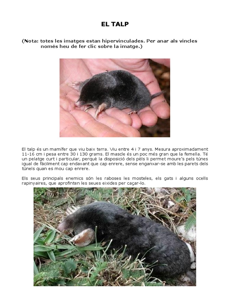 Talp PDF | PDF