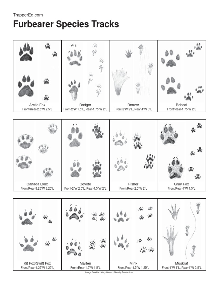 Furbearer Species Tracks