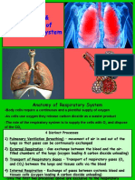 Respiratory System - Lab