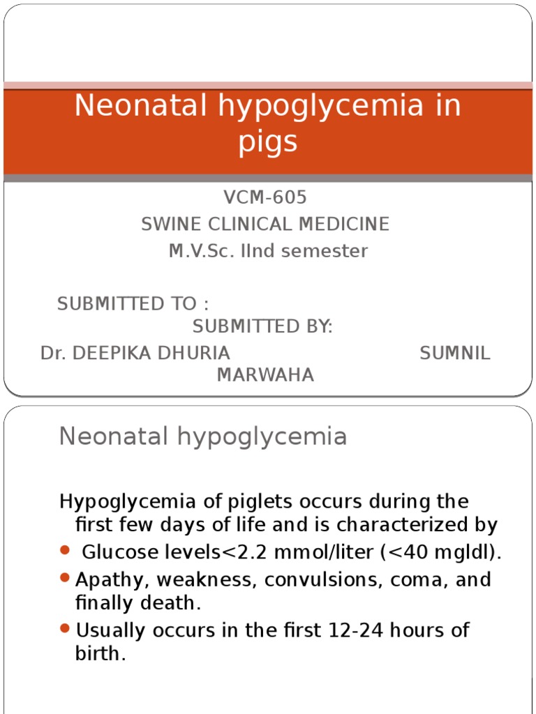 Beautiful view of Guinea Pig Hypoglycemia Treatment Options