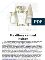 Dental Anatomy Lec.4