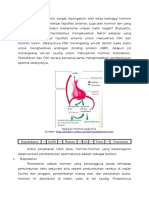 Proses Spermatogenesis Sangat Dipengaruhi Oleh Kerja Berbagai Hormon Yang Disekresi Oleh Kelenjar Hipofisis Anterior