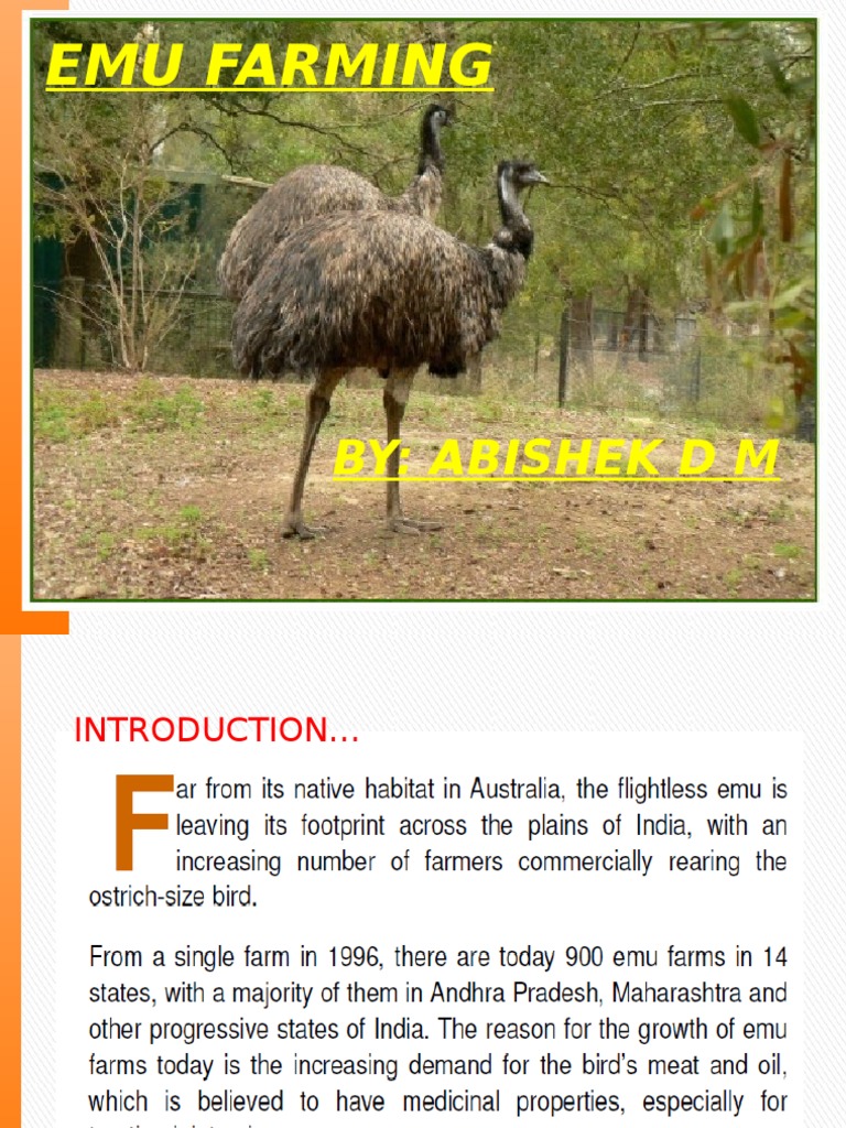 Emu Farming Returns and Products | PDF