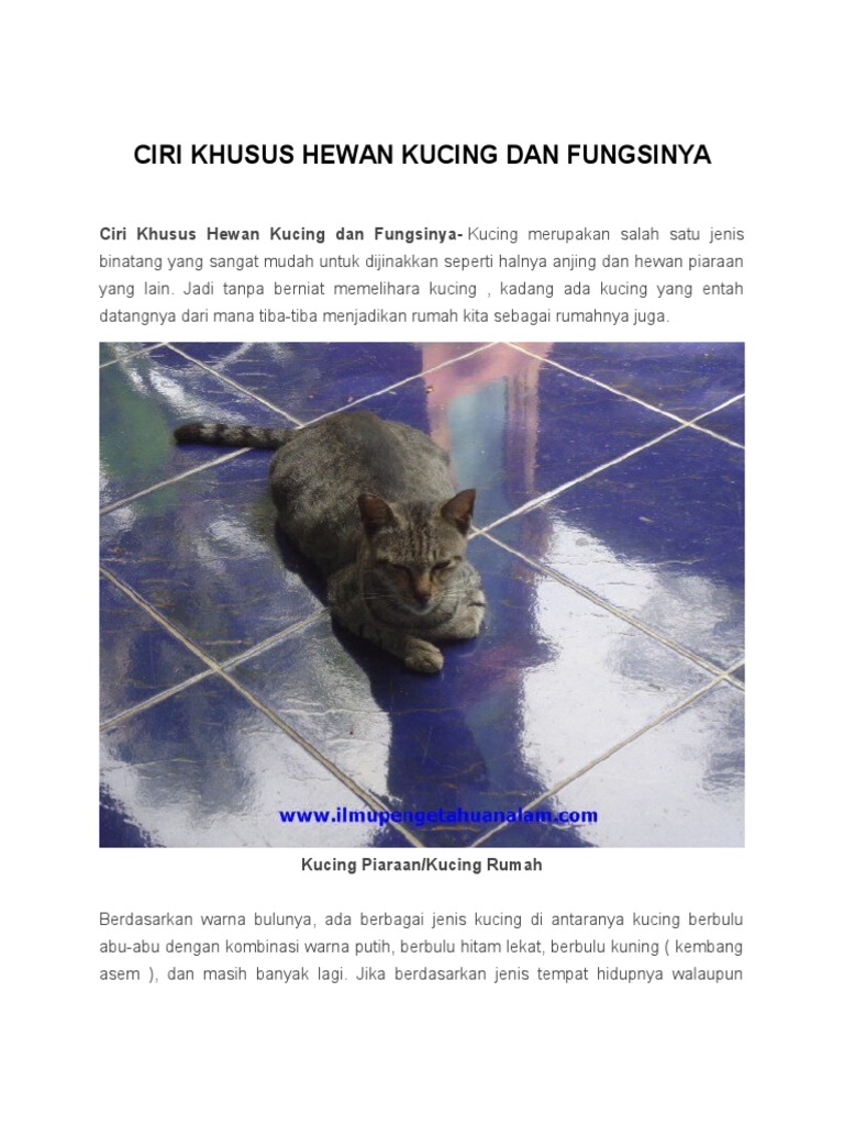 820 Koleksi Gambar Hewan Kucing Tanpa Warna Terbaik