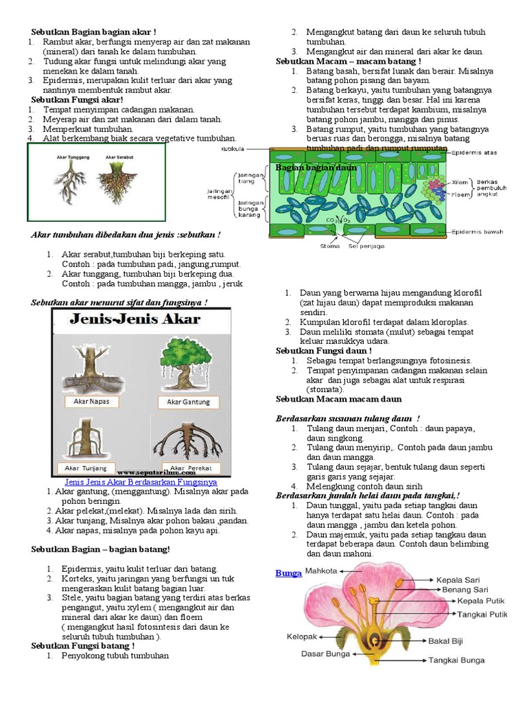 Sebutkan Bagian Bagian Tumbuhan Dan  Fungsinya  Berbagai 