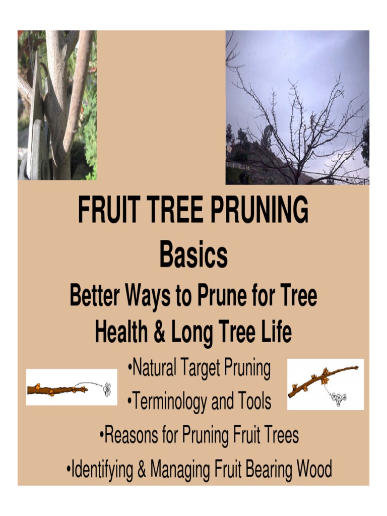 Guide de taille des arbres fruitiers pdf
