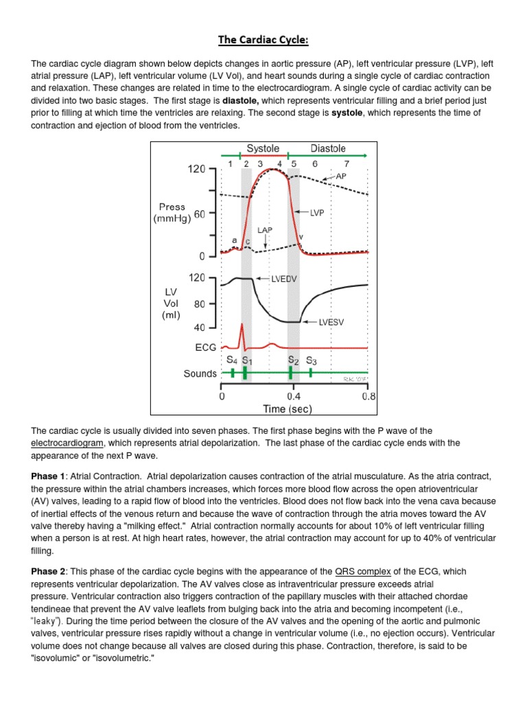 Understanding the Cardiac Cycle Phases | PDF
