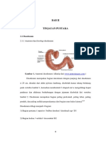 Duodenum Anatomi