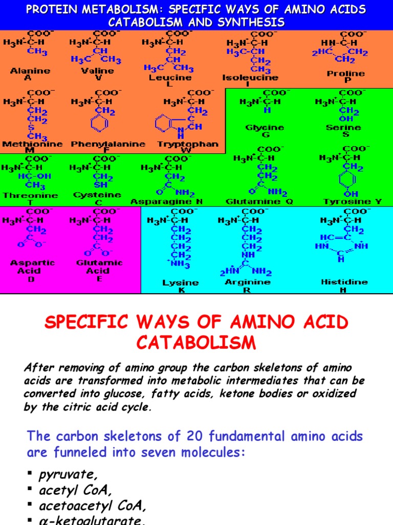 Amino Acid Metabolism Overview | PDF | Metabolic Pathway | Metabolism
