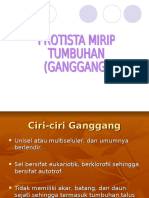 ganggang.ppt