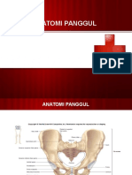 Slide Tugas Anatomi Panggul Minggu 1