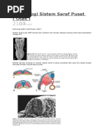 Embriologi Sistem Saraf Pusat II