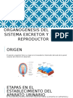 Organogénesis Del Sistema Excretor y Reproductor