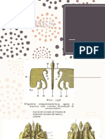 ETMOIDES ESFENOIDES.pptx