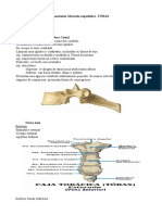 AFSM 4. Anatomia Columna Torácica