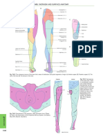 Dermatomes Lower Limb