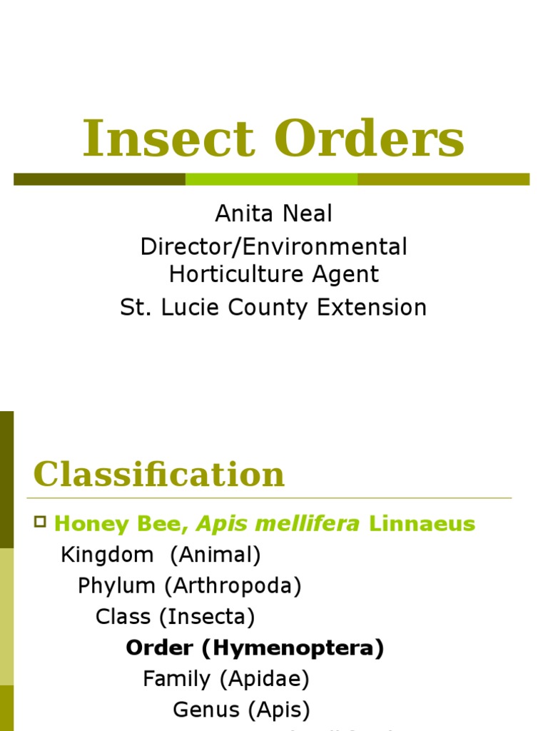 Insect Orders PDF Fly Lepidoptera