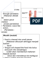 Oesophagus (Esofagus) : - Food Is Pushed Into The Stomach Through Peristalsis