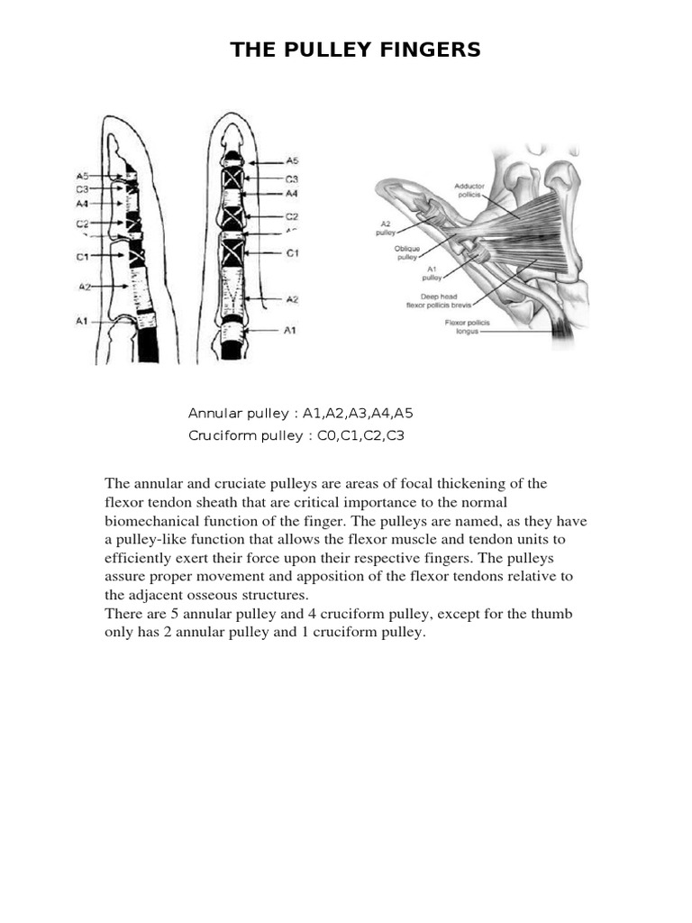 Pulley Fingers PDF Limbs (Anatomy) Musculoskeletal System