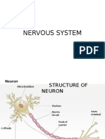 Nervous System Lecture