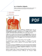 ntestino grueso e intestino delgado.docx