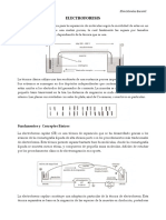 Electroforesis Guia.pdf