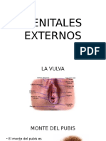 Genitales Externos