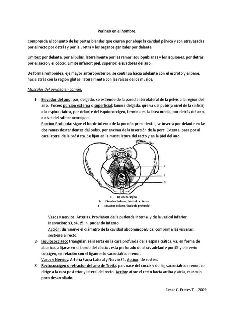 Anatomía del Perineo Masculino | PDF | Business | Pelvis