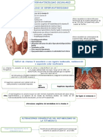 Expo de Endocrino