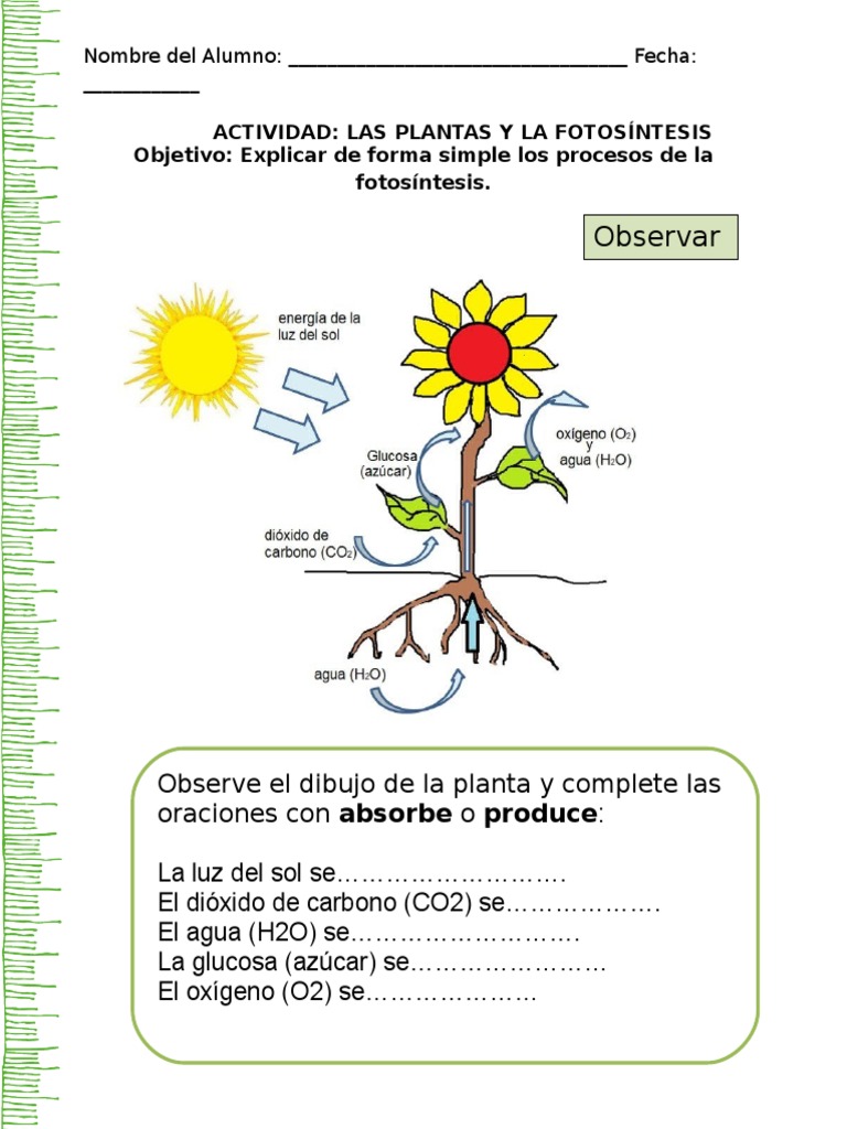 Actividades sobre la Fotosíntesis | PDF | Arte